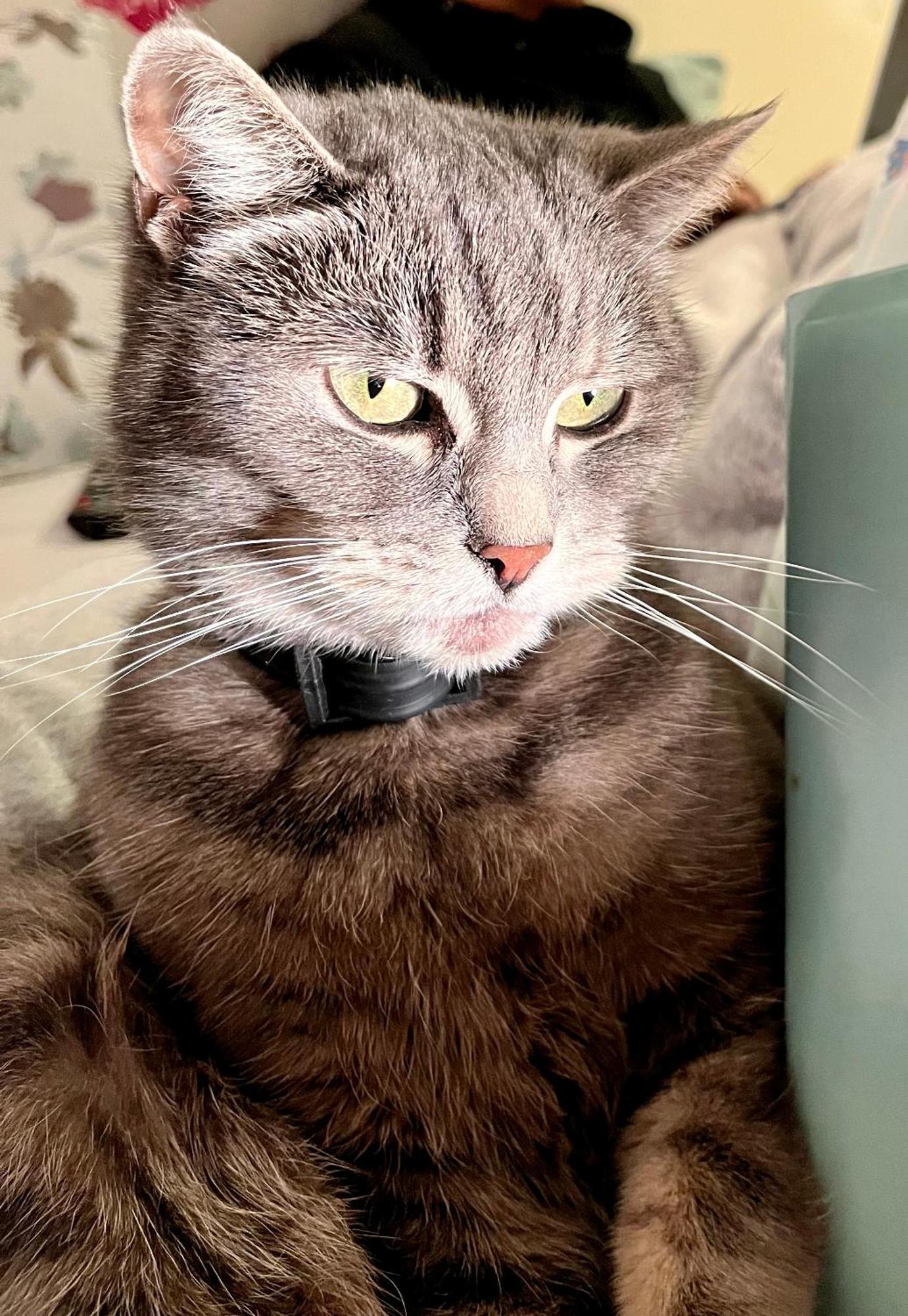 Вилла Cat'S House- Dum U Trech Kocek Zdice Экстерьер фото